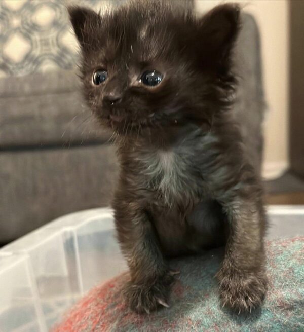 Tiny Kitten's Miraculous Journey from Helpless to Heart-Meltingly Happy-1