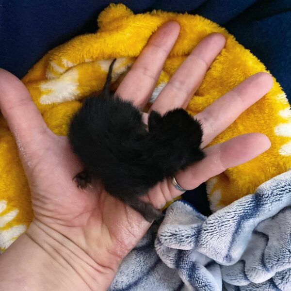 Tiny Miracle: The Kitten Who Refused to Surrender-1