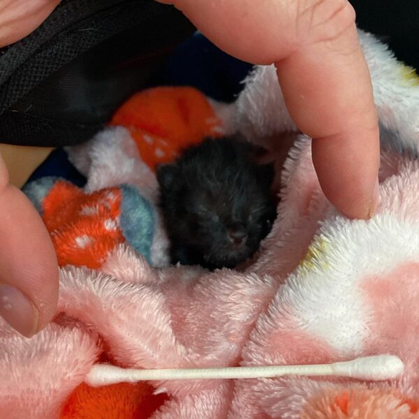 Tiny Miracle: The Kitten Who Refused to Surrender-1