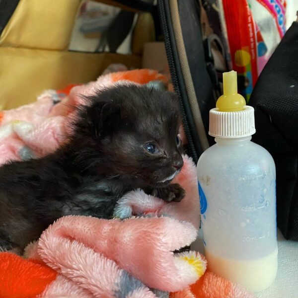 Tiny Miracle: The Kitten Who Refused to Surrender-1