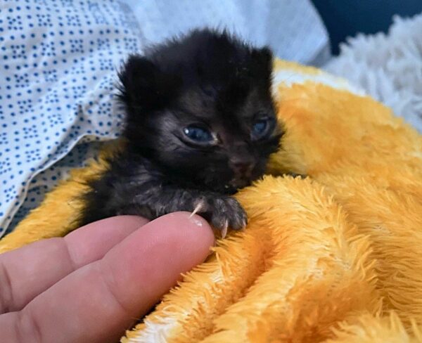 Tiny Miracle: The Kitten Who Refused to Surrender-1