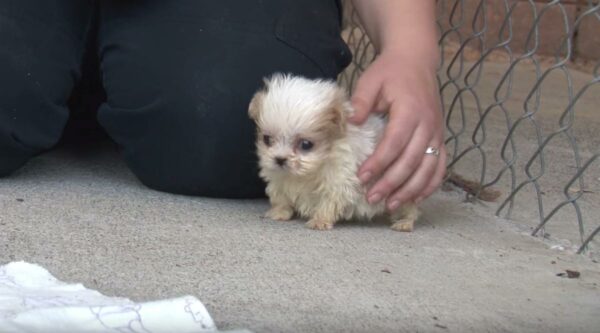 Tiny Pup's Journey from Darkness to Light Will Melt Your Heart-1