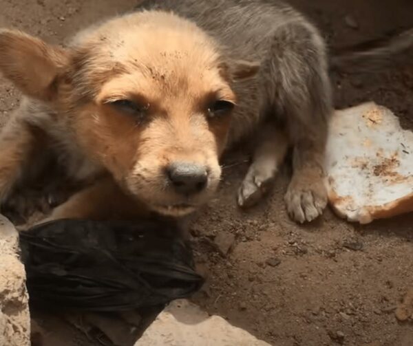 Tiny Stray Dog's Unbelievable Act of Kindness Will Melt Your Heart-1