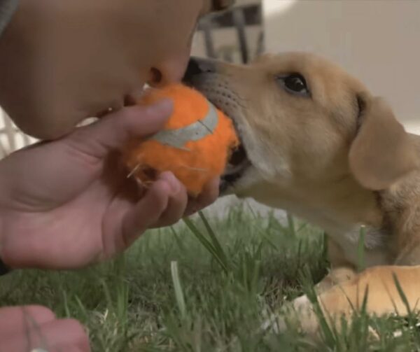 Tiny Stray Dog's Unbelievable Act of Kindness Will Melt Your Heart-1