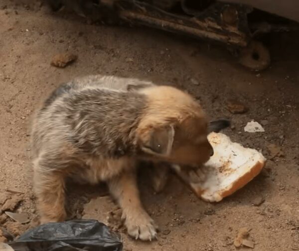 Tiny Stray Dog's Unbelievable Act of Kindness Will Melt Your Heart-1