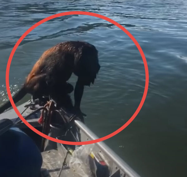 Unexpected Twist: Fisherman's Race Against Time to Save 'Drowning Dog' Reveals Shocking Truth-1