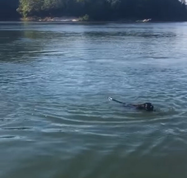 Unexpected Twist: Fisherman's Race Against Time to Save 'Drowning Dog' Reveals Shocking Truth-1