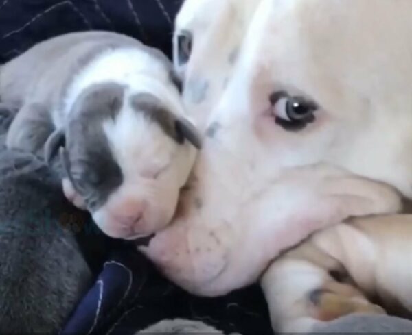 Witness the Overwhelming Love of a Dog Mom for Her Newborn Pups!-1