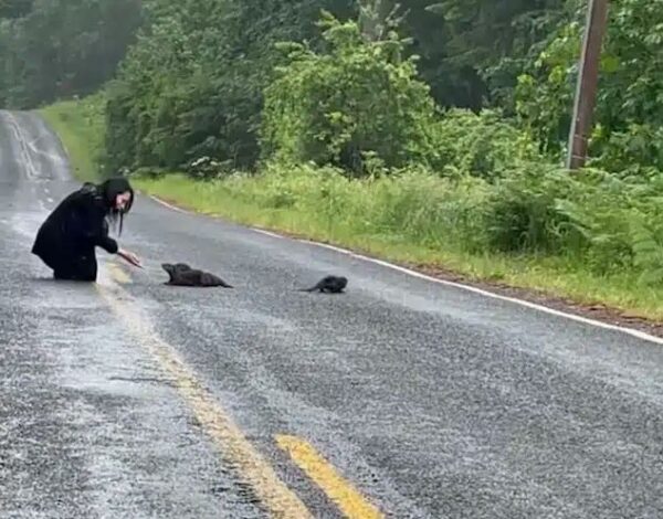 Woman's Roadside Rescue: The Unexpected Twist That Will Melt Your Heart-1