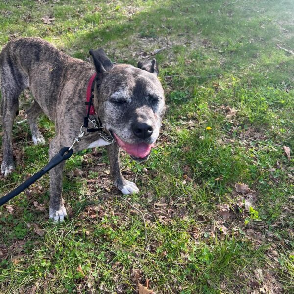 You Won't Believe The Transformation Of This Senior Dog After Finding Love-1