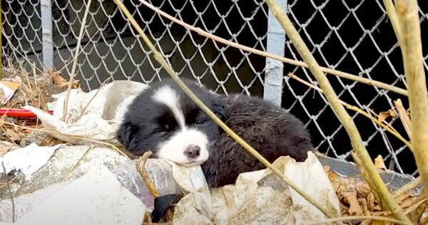 You Won't Believe What Kept This Abandoned Puppy Warm Until Help Arrived-1