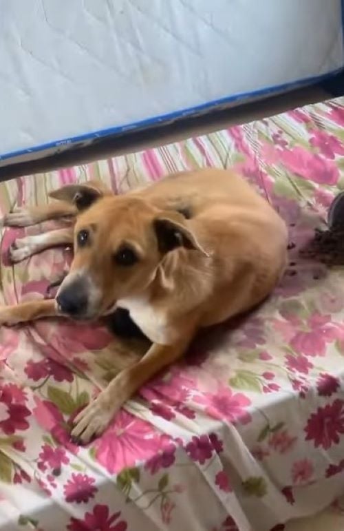 You Won't Believe What Rescuers Found When They Saw This Abandoned Pregnant Dog-1