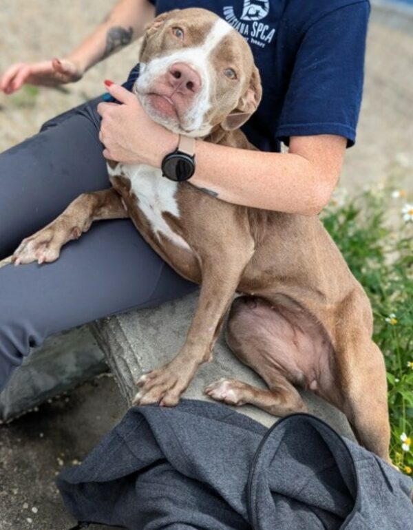 You Won't Believe What Shelter Workers Did To Help This Dog Trust Again-1