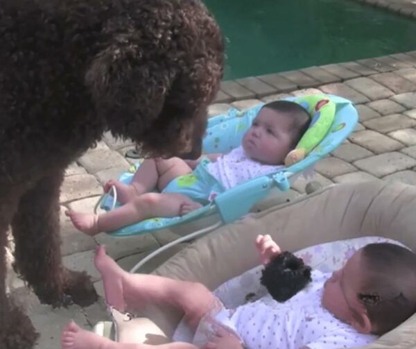 You Won't Believe What This Dog Did to Make Babies Laugh Till They Dropped!-1