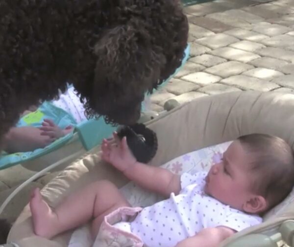 You Won't Believe What This Dog Did to Make Babies Laugh Till They Dropped!-1