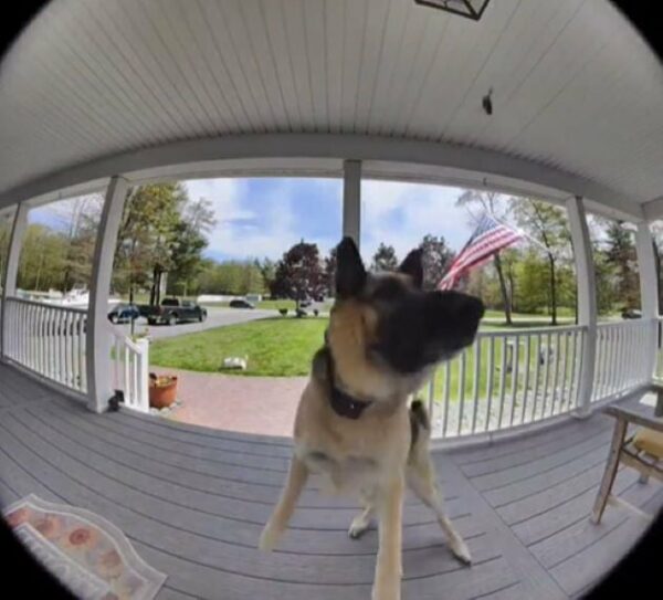 You Won't Believe What This German Shepherd Did to Protect Her Home!-1