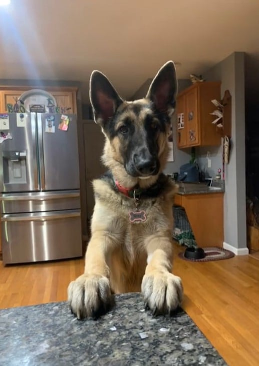 You Won't Believe What This German Shepherd Did to Protect Her Home!-1