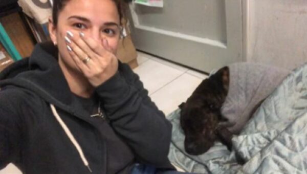 You Won't Believe What This Stray Dog Did When He Found a Cozy Bed in a Furniture Store-1