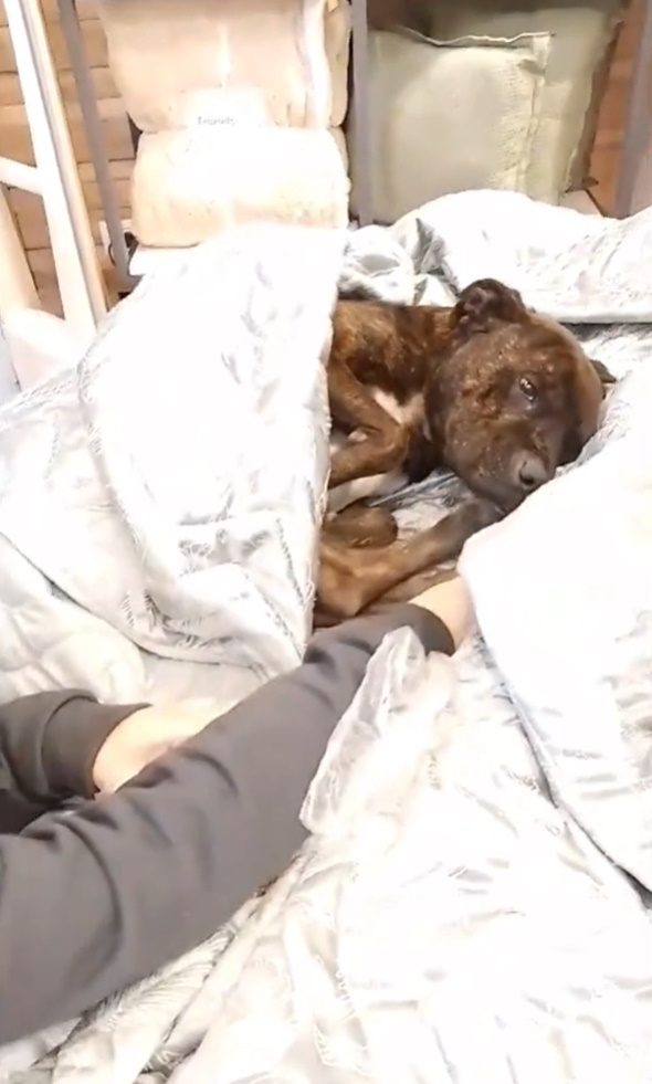 You Won't Believe What This Stray Dog Did When He Found a Cozy Bed in a Furniture Store-1