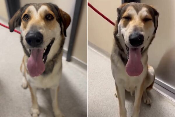 You Won't Believe Why This Sweet Dog Was Returned to the Shelter!-1