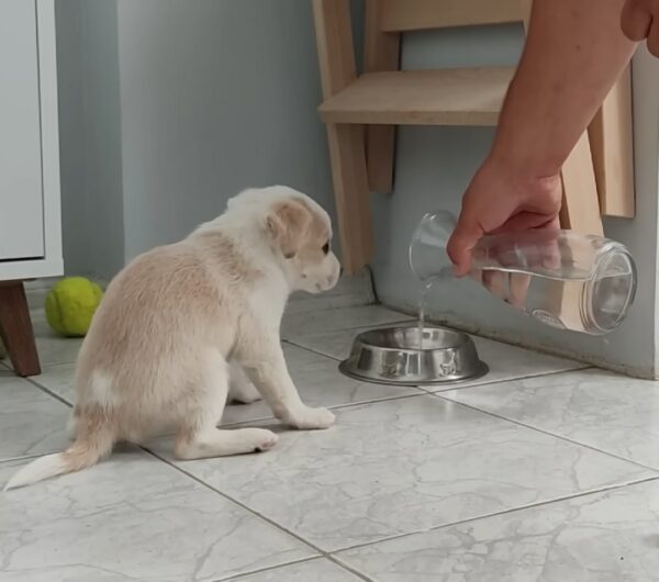 You'll Be Amazed by This Puppy's Unbelievable Journey from Despair to Joy-1