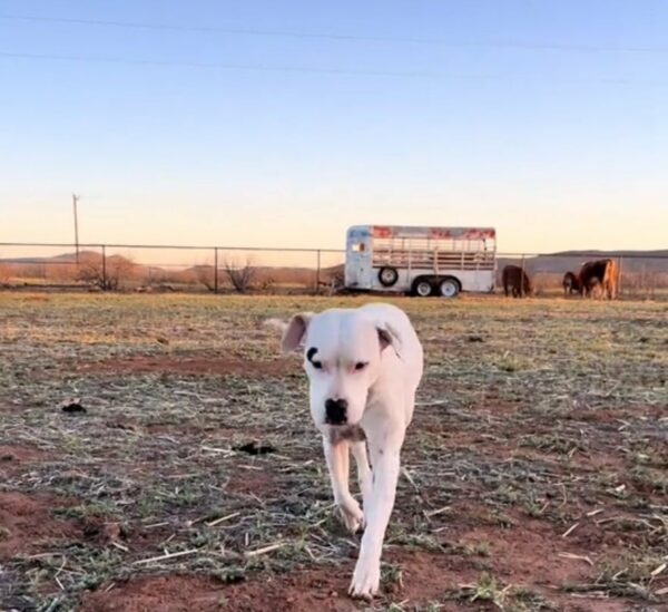 You'll Be Astonished By This Deaf Pit Bull's Unbelievable Adventures on the Farm-1