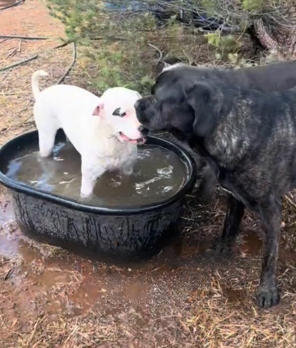 You'll Be Astonished By This Deaf Pit Bull's Unbelievable Adventures on the Farm-1