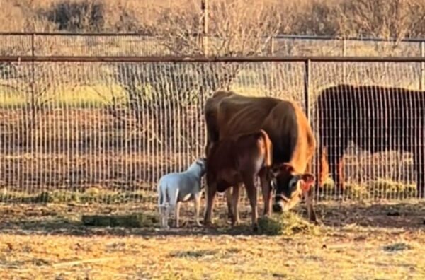 You'll Be Astonished By This Deaf Pit Bull's Unbelievable Adventures on the Farm-1