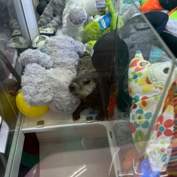 A Child's Arcade Discovery Unleashes a Furry Mystery Inside the Claw Machine-1