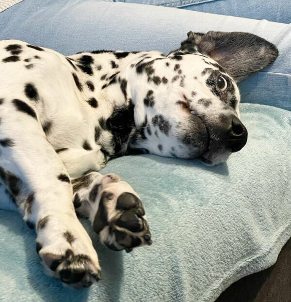 A Dalmatian's Secret That Left Everyone Speechless-1