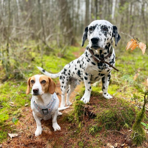 A Dalmatian's Secret That Left Everyone Speechless-1