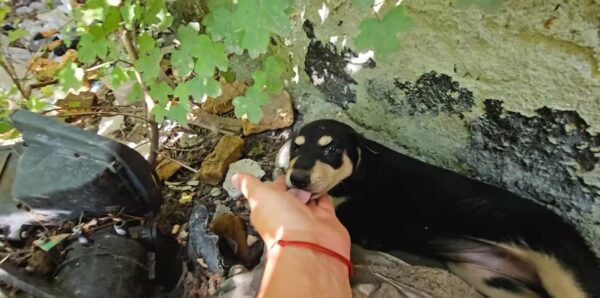 A Dumpster's Shadow to a Life Full of Light: Puppy’s Unexpected Journey-1