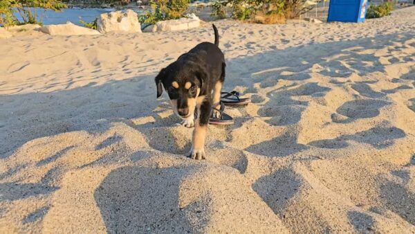 A Dumpster's Shadow to a Life Full of Light: Puppy’s Unexpected Journey-1