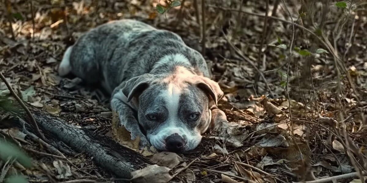 A Forsaken Pitbull's Journey from Despair to Unimaginable Joy