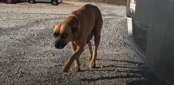 A Mama Dog's Desperate Plea: You Won't Believe What Happened Next!-1