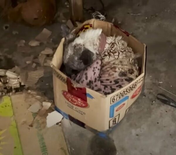 A Mangey Pup's Journey from Despair to Hope: What Happened in the Box?-1