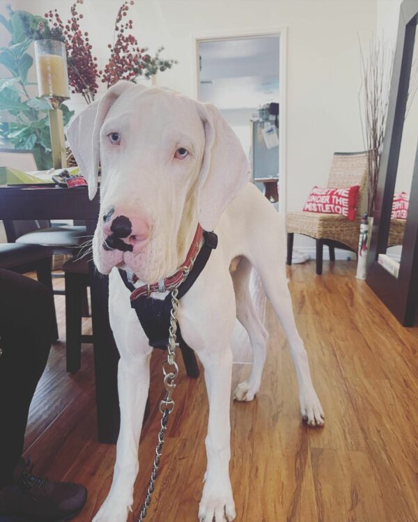 A Miraculous Reunion: Discover the Secret This Great Dane Revealed to Her New Family-1