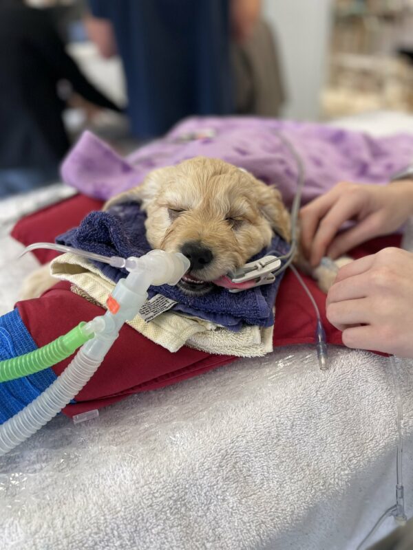 A Puppy’s Fate Hangs in the Balance: What One Vet Did Next Will Melt Your Heart-1