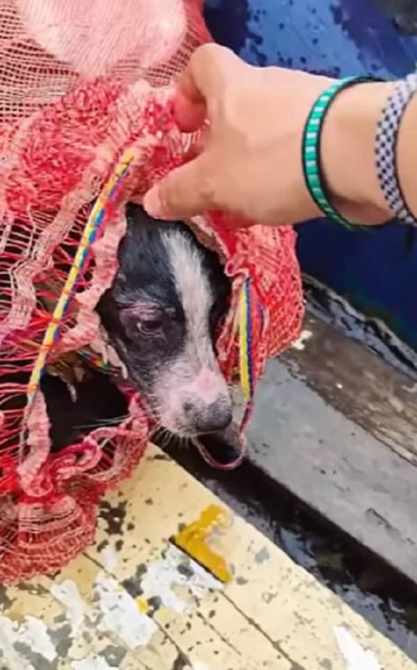 A Puppy’s Tearful Gaze That Changed Everything: A Rescue Like No Other-1