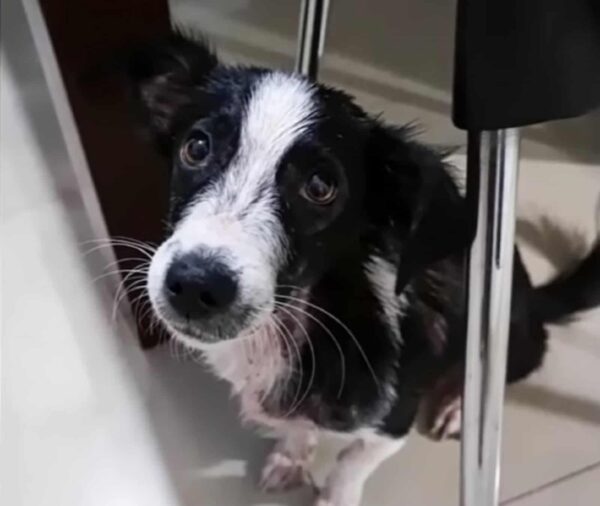 A Puppy’s Tearful Gaze That Changed Everything: A Rescue Like No Other-1