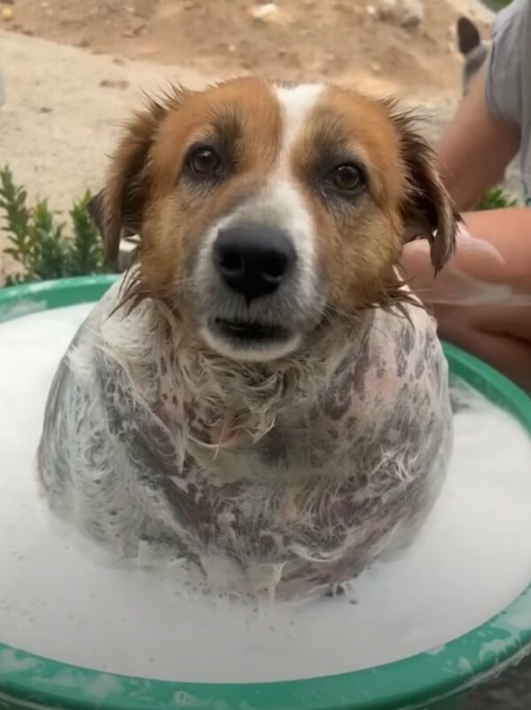 A Stray's Journey: From Overweight to Overjoyed Thanks to a Hero's Love-1