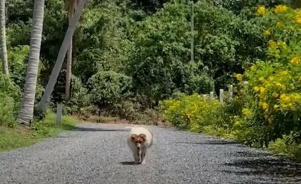 A Stray's Journey: From Overweight to Overjoyed Thanks to a Hero's Love-1