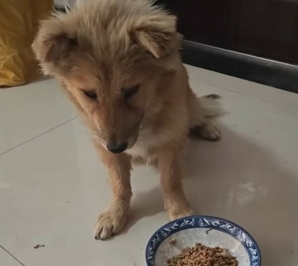 A Tale of Hope: Abandoned Dog's Unyielding Vigil at Lonely Overpass-1