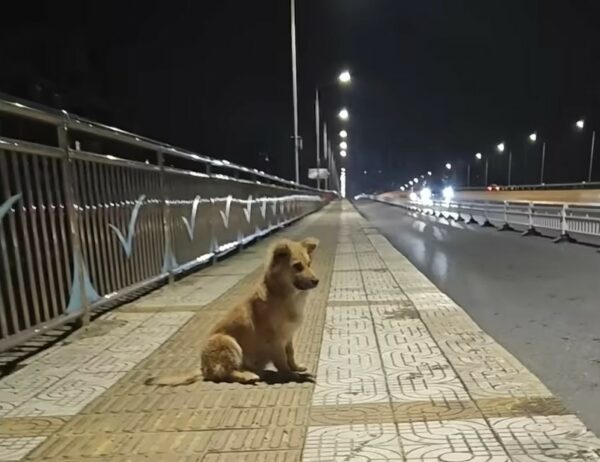 A Tale of Hope: Abandoned Dog's Unyielding Vigil at Lonely Overpass-1