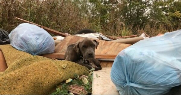 Abandoned and Alone: What She Found Among the Trash Will Warm Your Heart-1