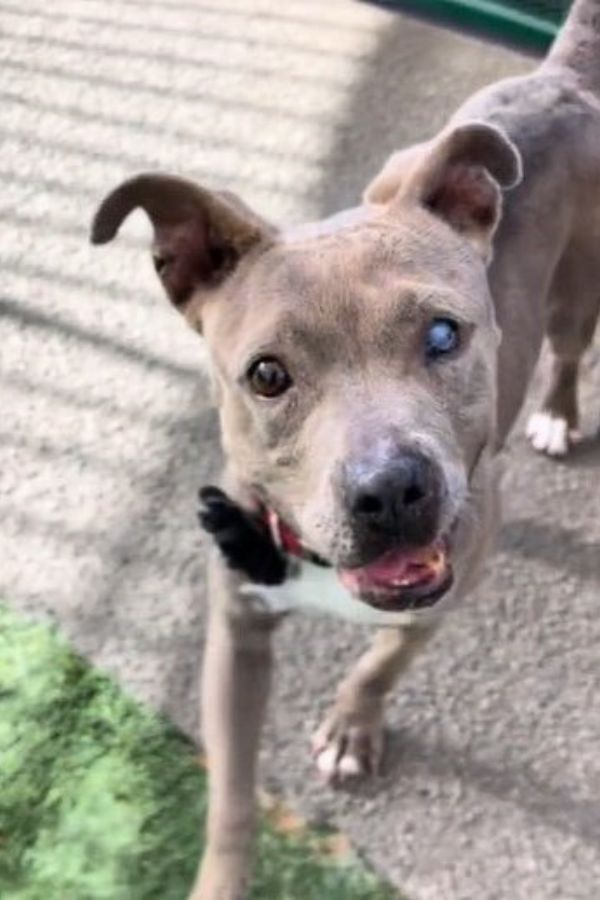 Abandoned At The Vet: The Heart-Tugging Journey Of A Senior Dog Named Sky-1