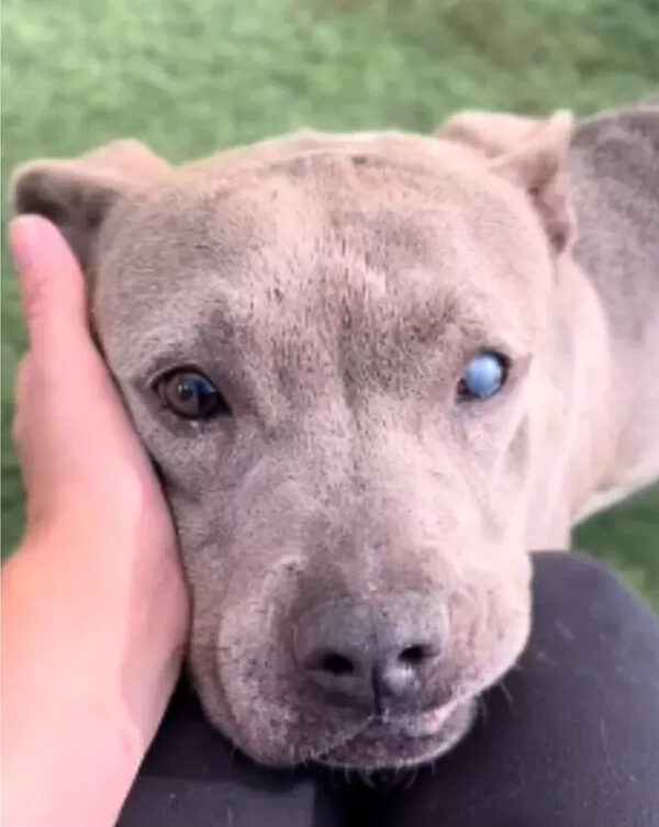 Abandoned At The Vet: The Heart-Tugging Journey Of A Senior Dog Named Sky-1