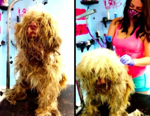 Abandoned Dog's Midnight Makeover Unveils Astonishing Transformation-1