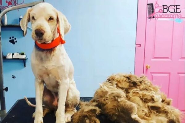 Abandoned Dog's Midnight Makeover Unveils Astonishing Transformation-1