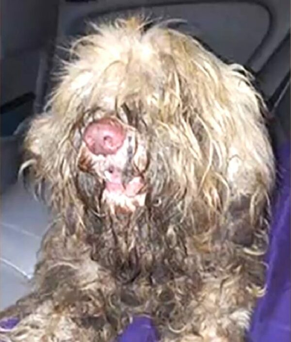 Abandoned Dog's Midnight Makeover Unveils Astonishing Transformation-1